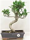 <b>Ficus Retusa</b> Esemplare Unico cm 37-87,00 € (10)