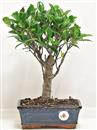 <b>Ficus Retusa</b> Esemplare Unico cm 35-29,00 € (10)