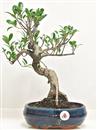 <b>Ficus Retusa</b> Esemplare Unico cm 36-39,00 € (10)