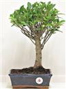 <b>Ficus Retusa</b> Esemplare Unico cm 32-29,00 € (10)