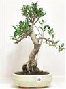 <b>Ficus Retusa</b> Esemplare Unico cm 38-39,00 € (10)
