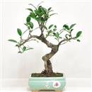 <b>Ficus Retusa</b> Esemplare Unico cm 29-29,00 € (10)