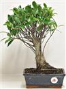 <b>Ficus Retusa</b> Esemplare Unico cm 33-29,00 € (10)