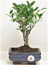 <b>Ficus Retusa</b> Esemplare Unico cm 23-19,80 € (10)