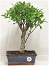 <b>Ficus Retusa</b> Esemplare Unico cm 35-29,00 € (10)