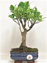 <b>Ficus Retusa</b> Esemplare Unico cm 27-19,80 € (10)