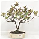 <b>Azalea Indica</b> Esemplare Unico cm 26-39,00 €