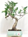 <b>Ficus Retusa</b> Esemplare Unico cm 35-29,00 € (10)