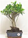 <b>Ficus Retusa</b> Esemplare Unico cm 37-33,00 € (10)