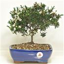 <b>Camelacium</b> Esemplare Unico cm 26-49,00 €