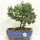 <b>Camelacium</b> Esemplare Unico cm 25-49,00 €