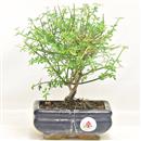 <B>Gelsomino</B> Esemplare Unico cm 21-27,00 €