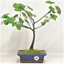 <b>Albero di Giuda</b> Esemplare Unico cm 34-39,00 €