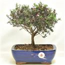 <b>Leptospermo </b> Esemplare Unico cm 26-49,00