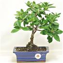 <b>Gardenia</b> Esemplare Unico cm 28-39,00 €