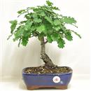 <b>Quercia</b> Esemplare Unico cm 31-57,00 €