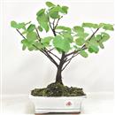 <b>Albero di Giuda</b> Esemplare Unico cm 29-47,00 €