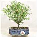 <b>Gelsomino</b> Esemplare Unico cm 23-27,00 €