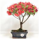 <b>Azalea Indica Rossa</b> Esemplare Unico cm 29-49,00 €