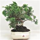 <b>Ginepro Kishu</b> Esemplare Unico cm 22-59,00 €