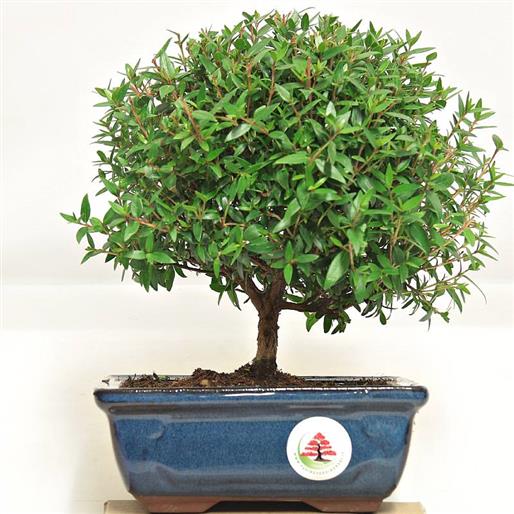bonsai japanische kirschblüte Fototapete Kirschblüte main image 1