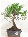 <b>Ficus Retusa</b> Esemplare Unico cm 29-29,00 € (10)