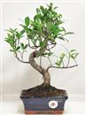 <b>Ficus Retusa</b> Esemplare Unico cm 31-29,00 € (10)