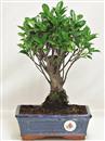 <b>Ficus Retusa</b> Esemplare Unico cm 28-33,00 € (10)