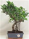 <b>Ficus Retusa</b> Esemplare Unico cm 37-45,00 € (10)