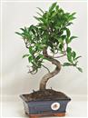<b>Ficus Retusa</b> Esemplare Unico cm 33-29,00 € (10)