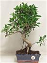 <b>Ficus Retusa</b> Esemplare Unico cm 42-45,00 € (10)