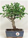 <b>Ficus Retusa</b> Esemplare Unico cm 24-19,00 € (10)