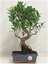 <b>Ficus Retusa</b> Esemplare Unico cm 36-45,00 € (10)
