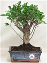 <b>Ficus Retusa</b> Esemplare Unico cm 31-33,00 € (10)