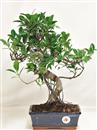 <b>Ficus Retusa</b> Esemplare Unico cm 40-45,00 € (10)