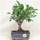 <b>Ficus Retusa</b> Esemplare Unico cm 23-19,00 € (10)