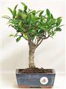 <b>Ficus Retusa</b> Esemplare Unico cm 26-19,00 € (10)