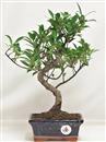 <b>Ficus Retusa</b> Esemplare Unico cm 34-29,00 € (10)