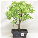 <b>Acero Katsura</b> Esemplare Unico cm 28-59,00 €