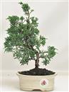 <b>Ginepro Kishu</b> Esemplare Unico cm 26-39,80 €