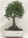 <b>Quercia da Sughero</b> Esemplare Unico cm 34-57,00 €