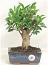 <b>Ficus Retusa</b> Esemplare Unico cm 25-19,00 € (10)