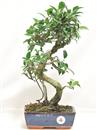 <b>Ficus Retusa</b> Esemplare Unico cm 40-45,00 € (10)
