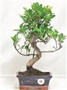 <b>Ficus Retusa</b> Esemplare Unico cm 33-29,80 € (10)