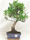 <b>Ficus Retusa</b> Esemplare Unico cm 38-29,80 € (10)