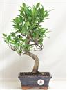 <b>Ficus Retusa</b> Esemplare Unico cm 37-29,80 € (10)