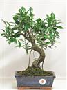 <b>Ficus Retusa</b> Esemplare Unico cm 36-39,00 € (10)