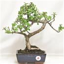 <b>Portulacaria</B> Esemplare Unico cm 35-39,00 € (10)