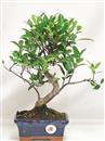 <b>Ficus Retusa</b> Esemplare Unico cm 35-29,80 € (10)