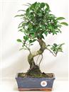 <b>Ficus Retusa</b> Esemplare Unico cm 41-45,00 € (10)